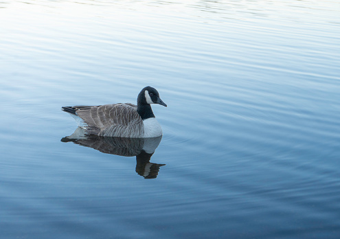 A Canadian Goose and its' reflection on Artist Lake in Middle Island,  Suffolk County,  Long Island,  NY.