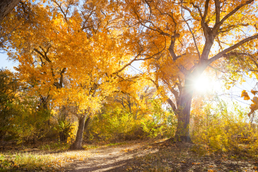 a recreational hiking trail leads through autumn landscape of cottonwood tree forest.  such beautiful nature scenery can be found while exploring the alameda bosque of albuquerque, new mexico.  horizontal wide angle composition.