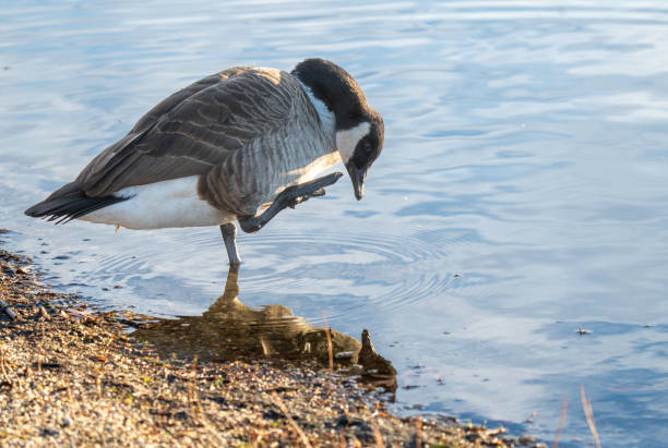 A gosling dives underwater near an adult goose