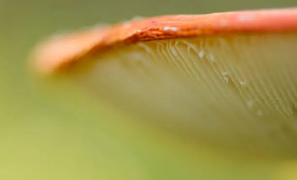 Photo of Amanita muscaria