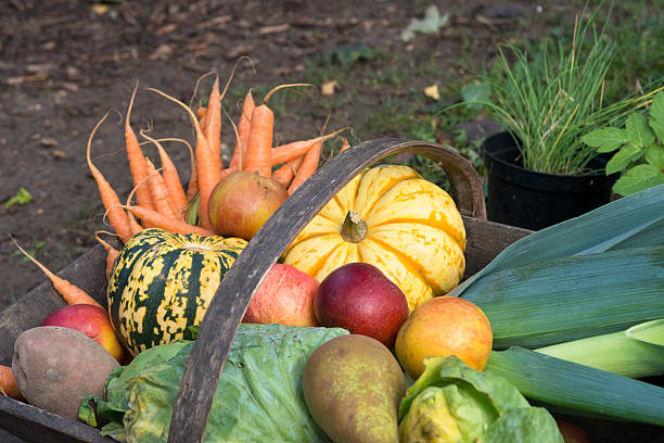 colorful ripe pumpkins