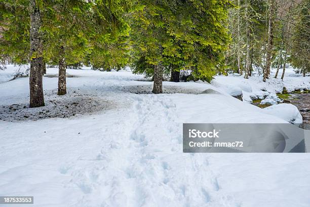 冬の風景雪と木々 - カラー画像のストックフォトや画像を多数ご用意 - カラー画像, トウヒ, フランス