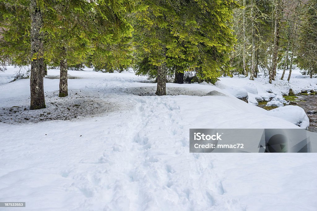 Paisagem do inverno com neve e árvores - Foto de stock de Ajardinado royalty-free