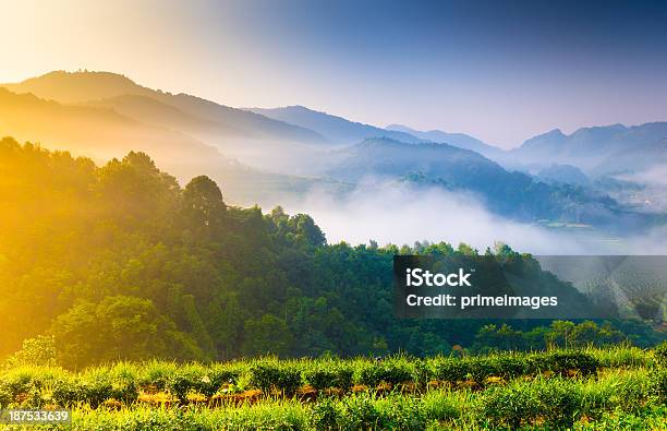 美しい日光山霧の朝に - かすみのストックフォトや画像を多数ご用意 - かすみ, アジア大陸, イチゴ