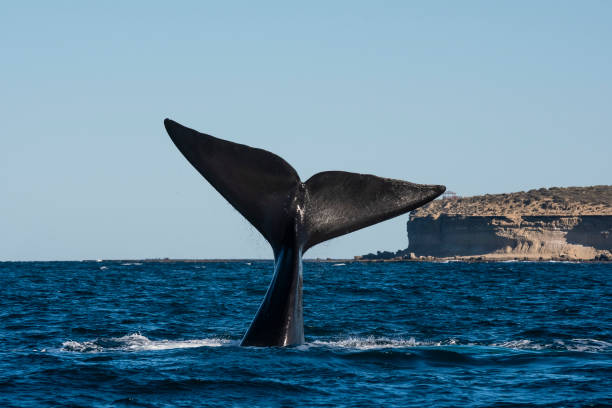 istock Sohutern right whale tail lobtailing, endangered species, Patagonia,Argentina 1875347329
