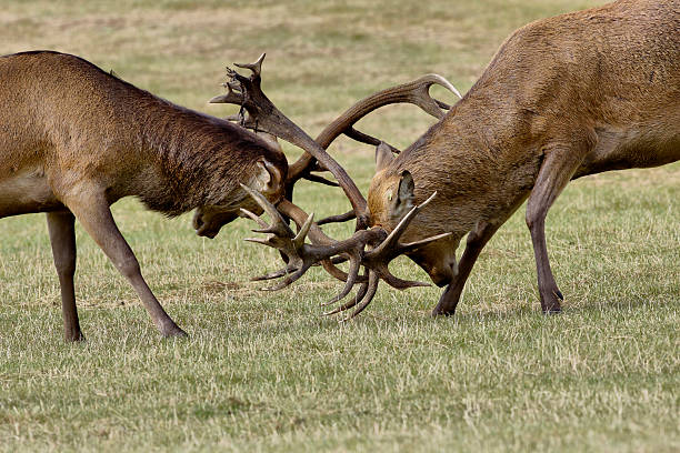 istock Two big stags battle with antlers in the rut 187535151