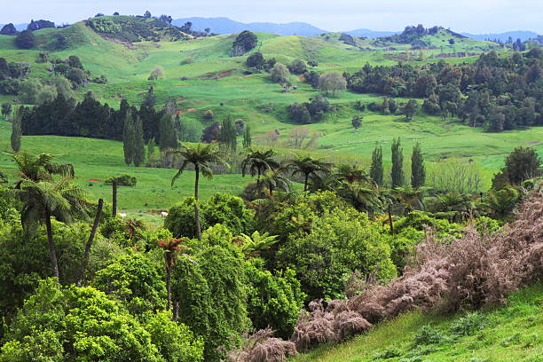 Green pastures Beautiful hilly landscape in Waitomo, New Zealand waitomo caves stock pictures, royalty-free photos & images