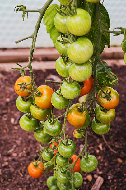 pomodori - hanbury foto e immagini stock