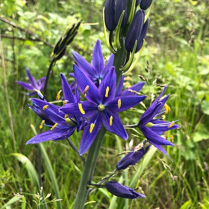 Blooming blue camas flower