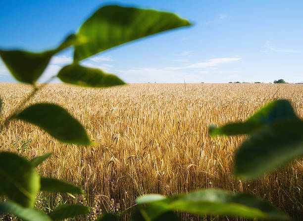 Campo de trigo - foto de stock