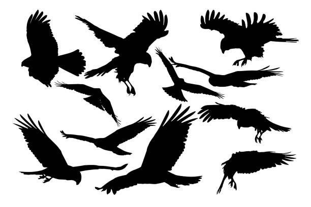 Vector birds of prey with different amazing flight images. White background. Vector birds of prey images hawk stock illustrations