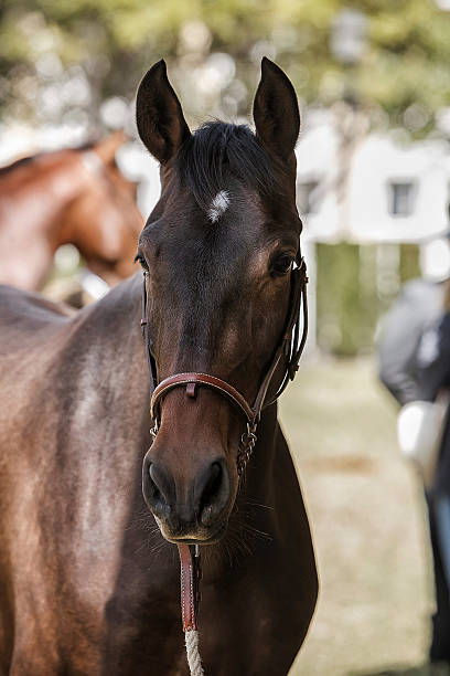 istock head of a purebred Spanish horse 187536602