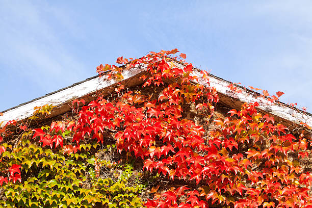 istock Boston ivy at wooden gable 187536638