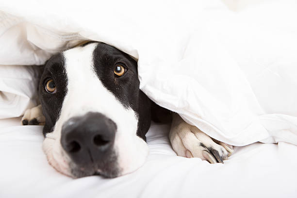 istock Dog laying in bed 187536810