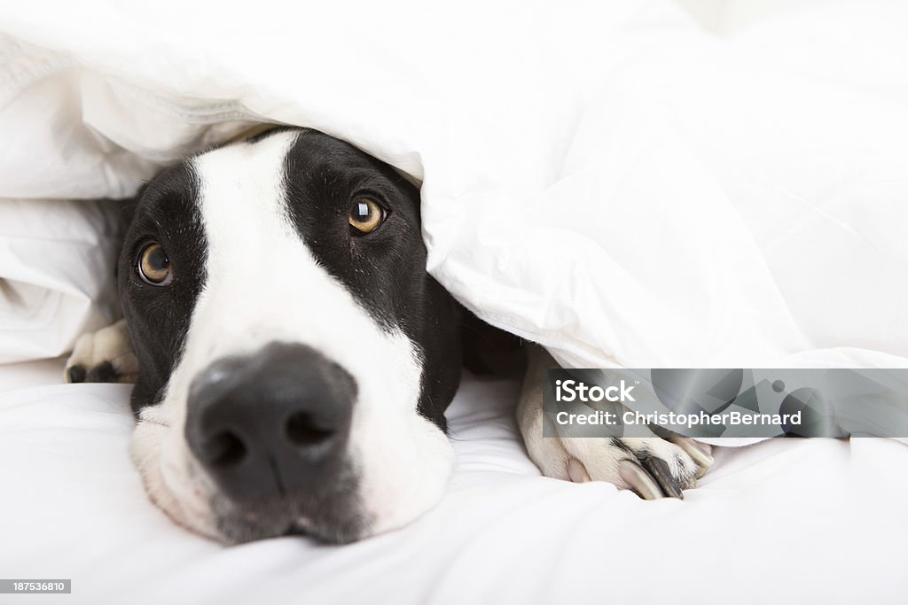 Dog laying in bed Great Dane laying in bed Dog Stock Photo