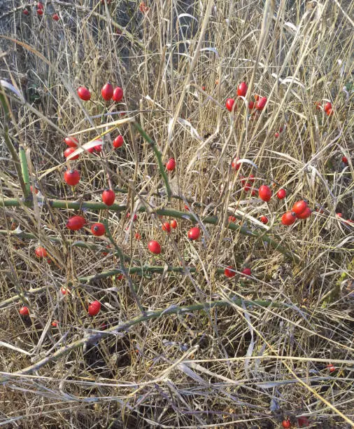 Berries of rosechip (wildrose) in dry grass, in the field