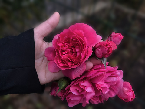 pink roses are in a garden, roses are in woman's hand