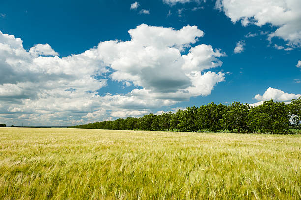 istock Sunny wheat field and blue sky 187538906