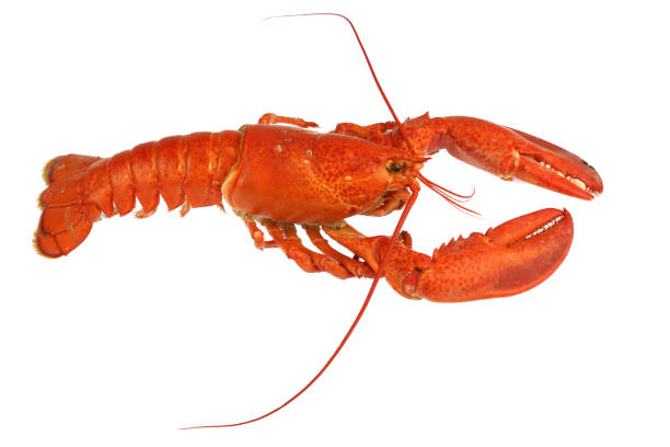 istock steamed red lobster isolated on white background 1875389221
