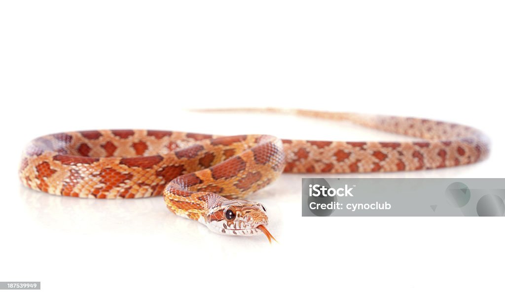 corn snake corn snake, elaphe guttata in front of white background Corn Snake Stock Photo