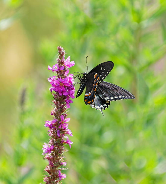 istock close up on butterfly on blooming flower 1875399817