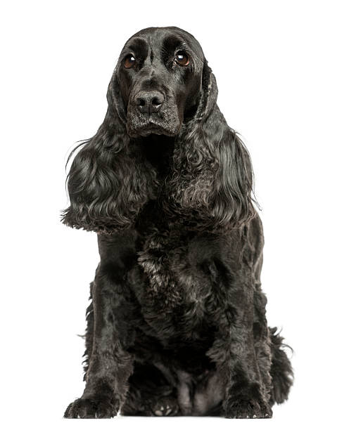 istock English Cocker Spaniel sitting, isolated on white 187540258