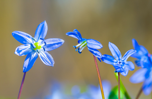 closeup blue snowdrop flowers in a forest, beautiful outdoor spring scene