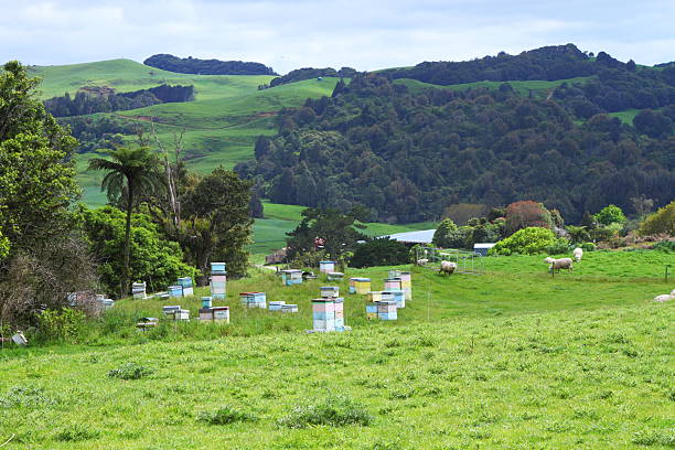 Green pastures and beehives Beehives in green beautiful meadows of Waitomo, New Zealand beehive new zealand stock pictures, royalty-free photos & images