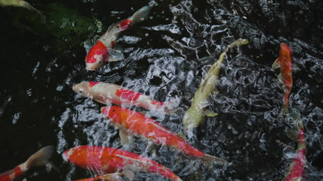 Colorful koi fish in a natural pond Aquatic life, freshwater fish, beautiful fish