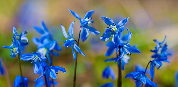 closeup blue snowdrop flowers in a forest, beautiful outdoor spring scene