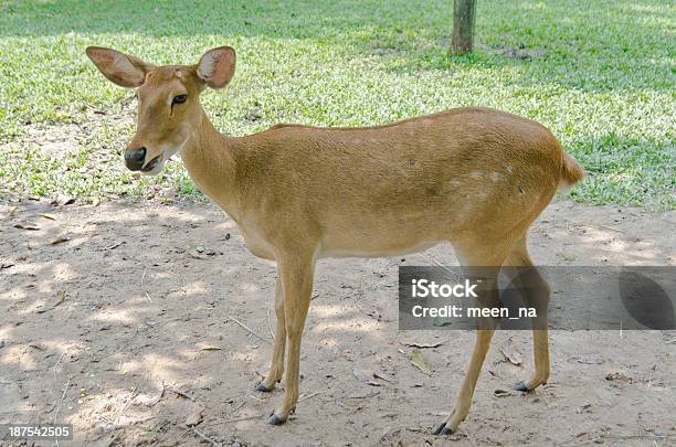 Antílope - Fotografias de stock e mais imagens de Animal - Animal, Antílope, Cabeça Humana