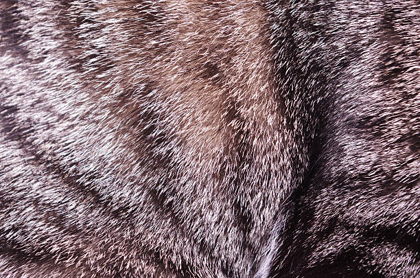 istock animal cat fur texture macro 187542660
