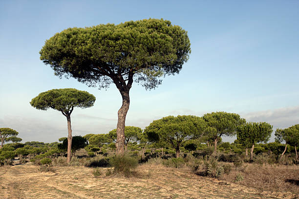 Coto Donona National Park, West Andalucia, Spain Stone Pine (Pinus pinea) forest in Western part of park