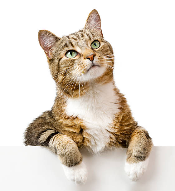 Cat looking up above white banner stock photo