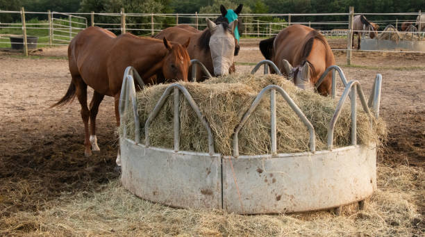 istock Horses eating hay in a corral 1875434398