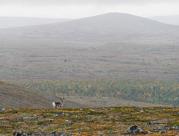 istock Reindeer in wilderness, Lapland 187543539