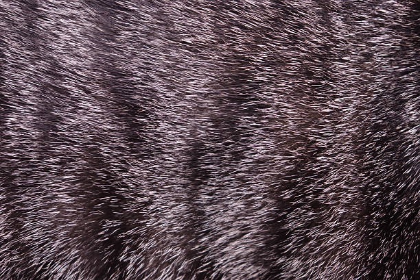 animal cat fur texture stock photo