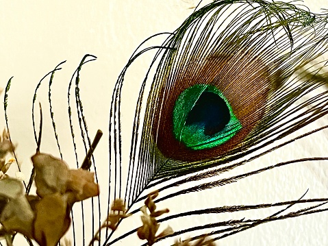 Peacock feather home decor