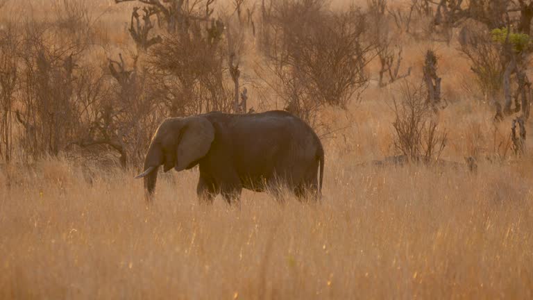 African elephants (Loxodonta Africana) in Hwange National Park