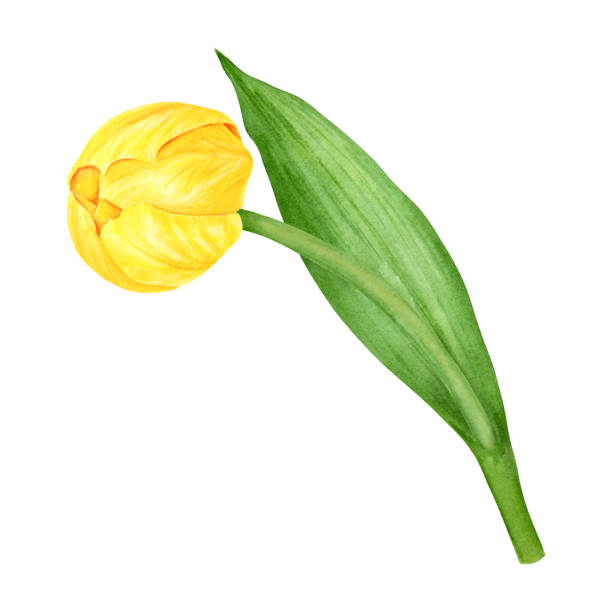 illustrazioni stock, clip art, cartoni animati e icone di tendenza di tulipano giallo. illustrazione disegnata a mano ad acquerello del simbolo primaverile, fiore dorato. clip art per pasqua, festa della mamma, festa della donna, marzo 8 carte, matrimonio, contadino e stampe floristiche, libro di viaggio, imballaggio - single flower flower mothers day easter