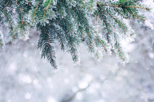 istock Fir branches covered with frosty snow 1875473478