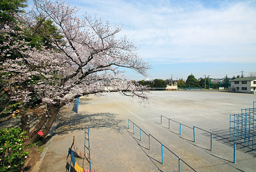 school, spring and scenery