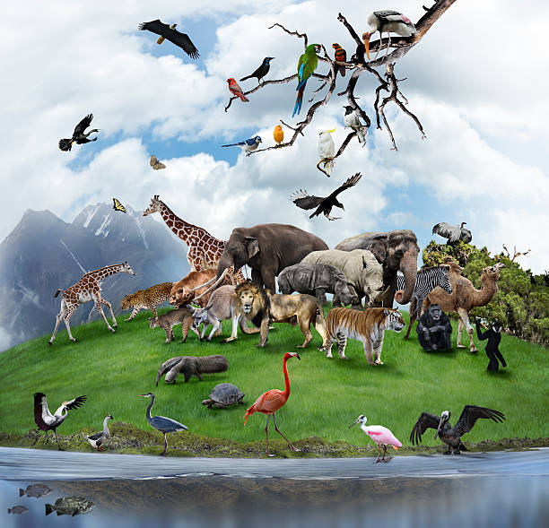 Collage Of Wild Animals And Birds stock photo