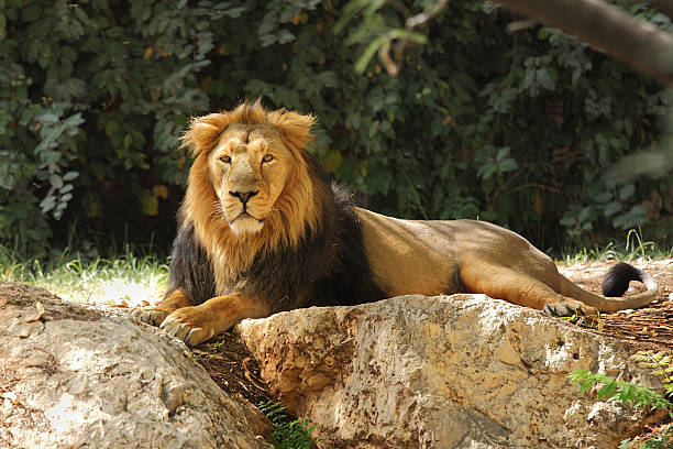 istock Lion in safari. 187548380