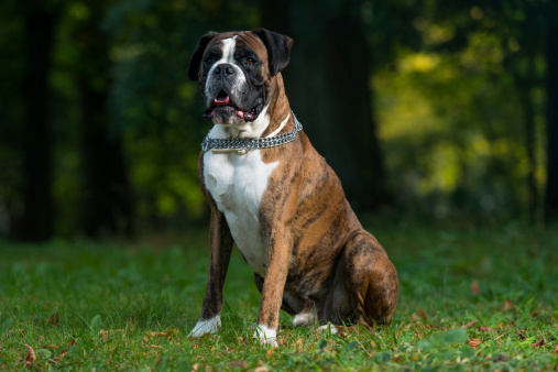 A purebred Boxer dog standing outdoors looking at camera at sunset with a bright sunbeam in the background