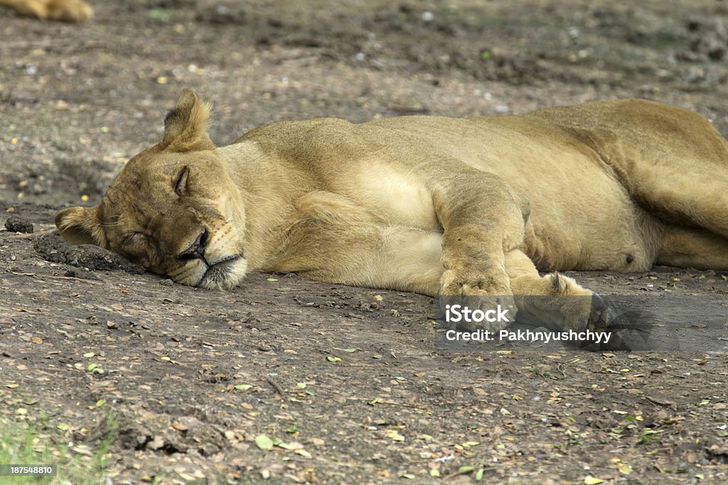 Lioness Lioness taking a short nap Africa Stock Photo