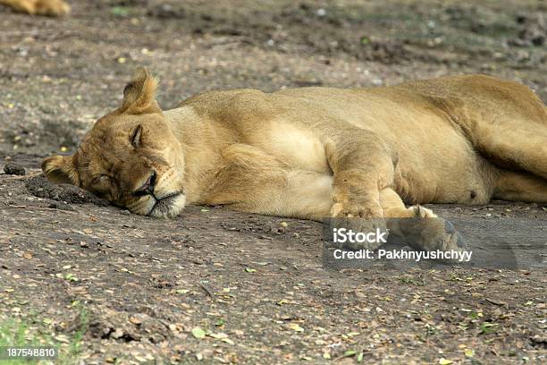 Lioness Stock Photo - Download Image Now - Africa, Aggression, Animal