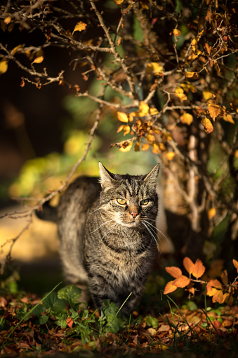 Pretty grey-brown european shorthair cat stands in the autumn garden with colorful leaves. Outside with autumn mood