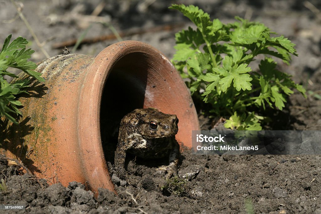 Common toad, Bufo bufoo Common toad, Bufo bufo, single toad by flowerpot Toad Stock Photo