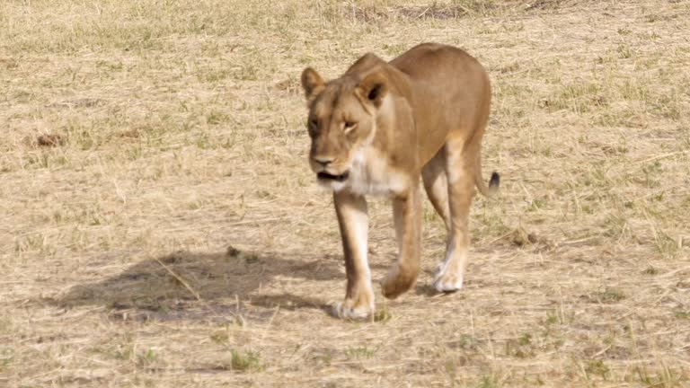 Lion (Leo Panthera) walking